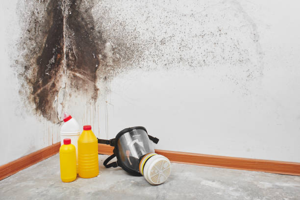 Mold Testing and Removal in Sisseton, SD
