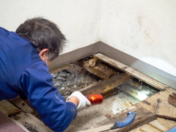 Attic Mold Removal in Sisseton, SD