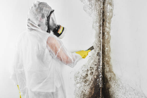 Best Mold Testing and Removal  in Sisseton, SD