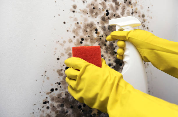 Best Residential Mold Removal  in Sisseton, SD