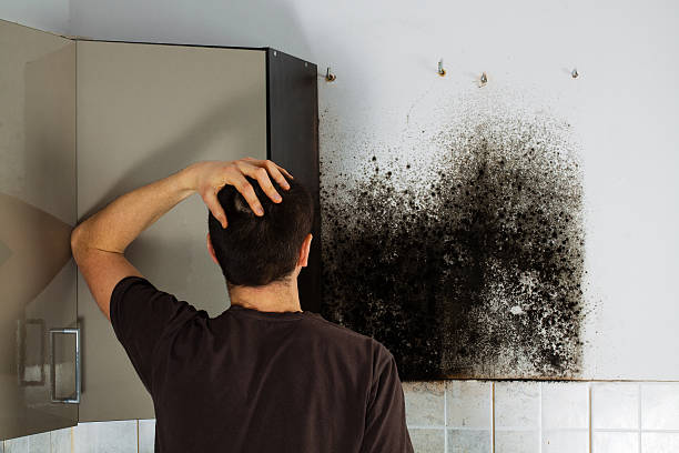 Best Home Mold Removal  in Sisseton, SD
