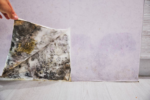 Best Emergency Mold Removal  in Sisseton, SD